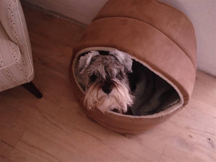 Dvaergschnauzer Figo ( ferdinand ) billede 1