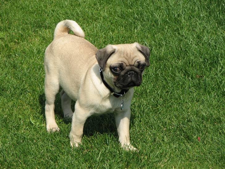 Mops Baloo - :-) billede 10