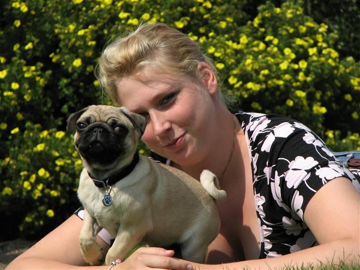 Mops Baloo - I fuld hopla :-) billede 11