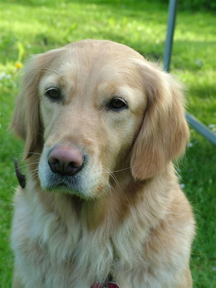 Golden retriever Fanny - Min elskede Fanny som er TOTALT lækker :p billede 1