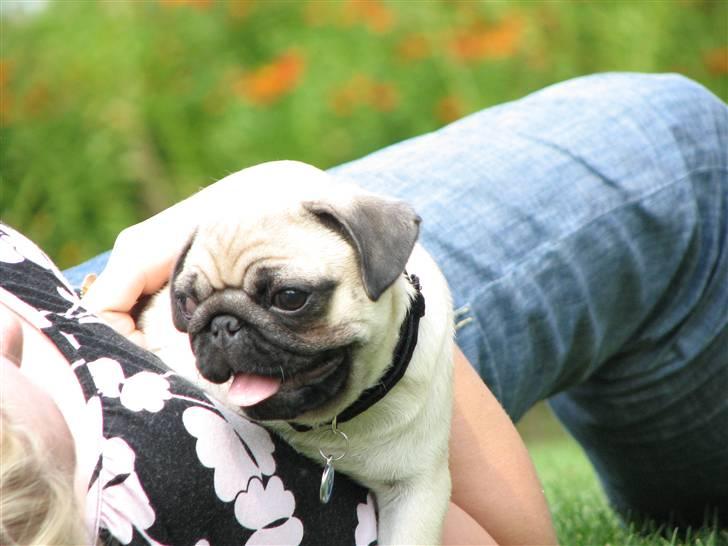 Mops Baloo - Haha jeg muler dig mor! billede 12