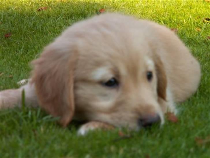 Golden retriever Fanny - Hun har jo været hvalp :) billede 2