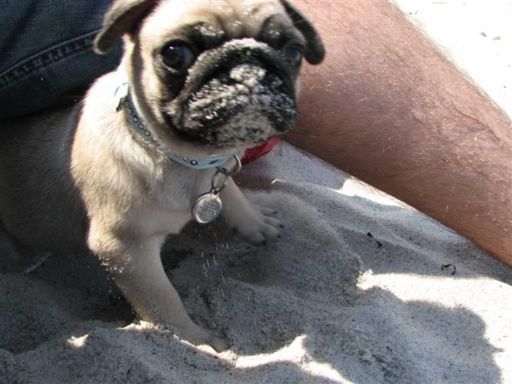 Mops Baloo - Hvorfor må jeg ikke dyppe mit hoved i sandet? billede 14