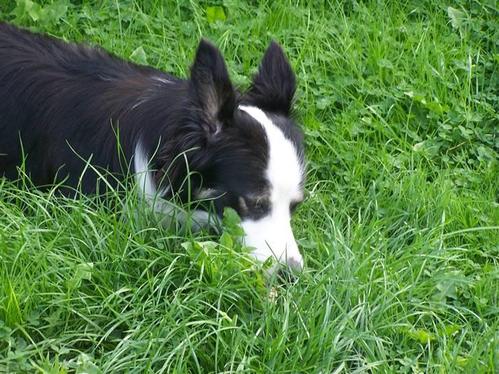 Border collie Cleo RIP lille tøs billede 5