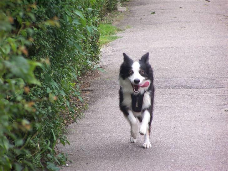 Border collie Cleo RIP lille tøs billede 6