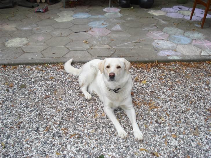 Blanding af racer Tilde <3 *R.I.P* billede 1