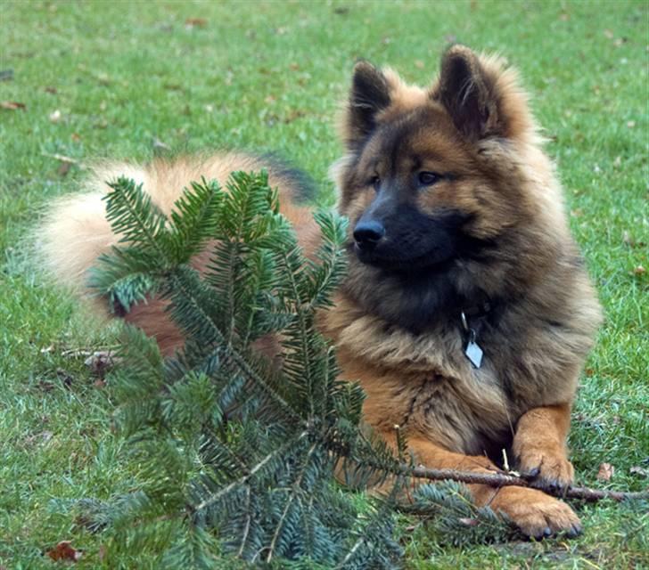 Eurasier Spike - Spike pynter op til Julen 2007 ;o) billede 1