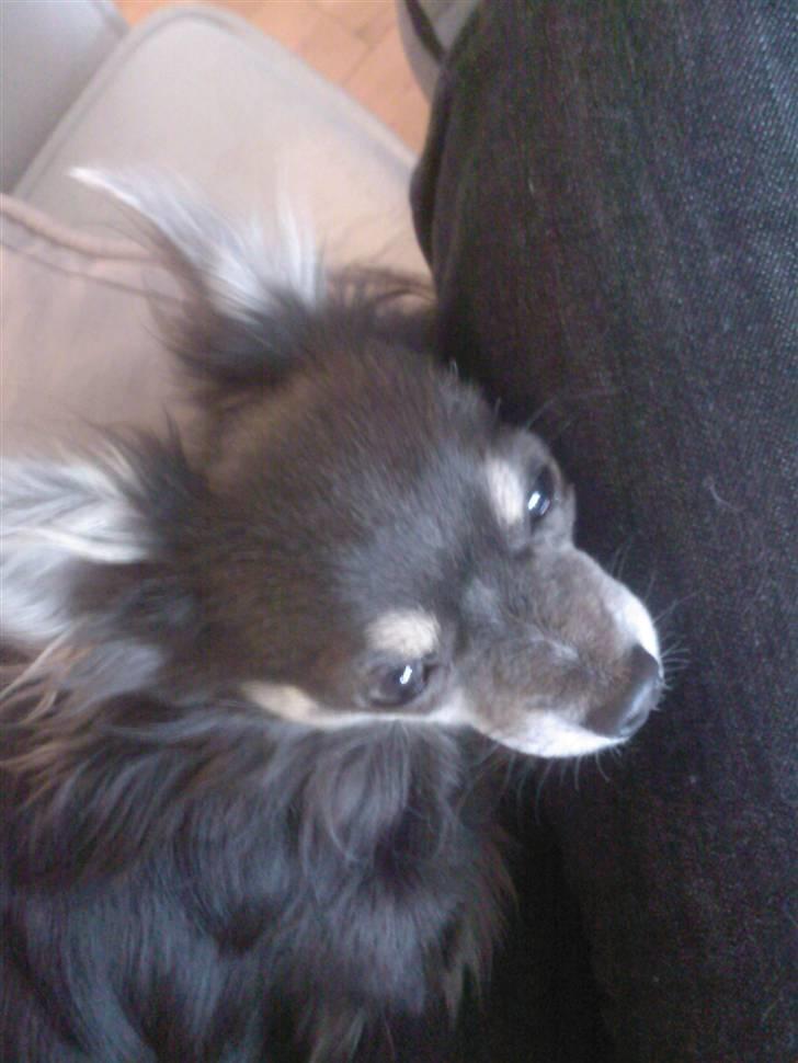 Chihuahua Casper billede 13