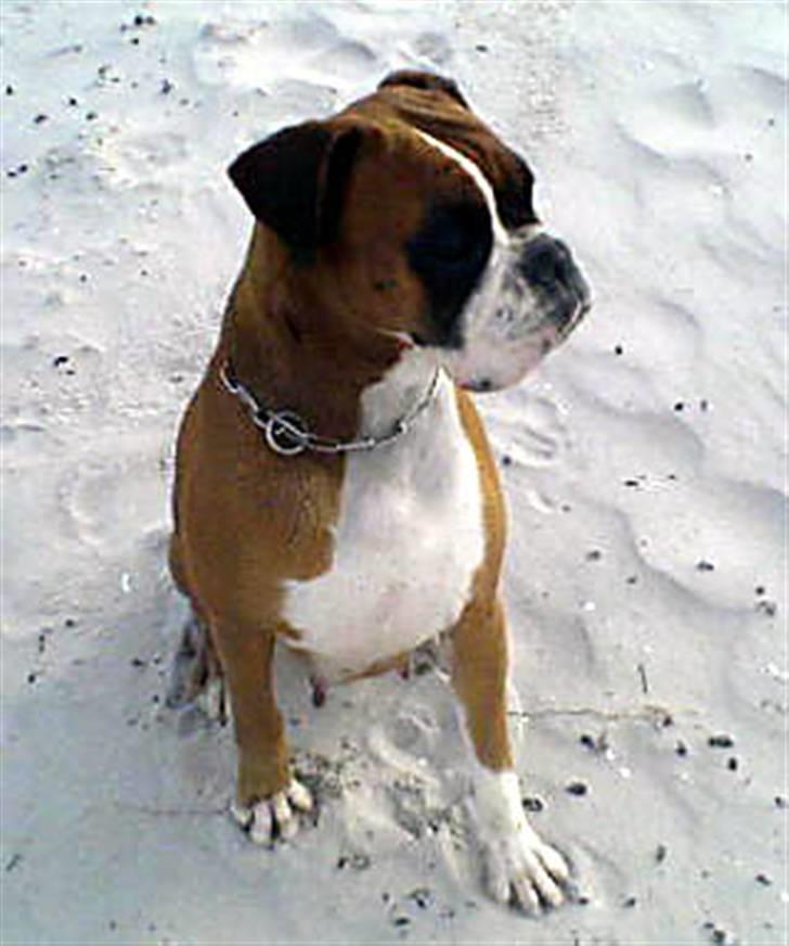 Boxer Joana - Joana på stranden billede 1