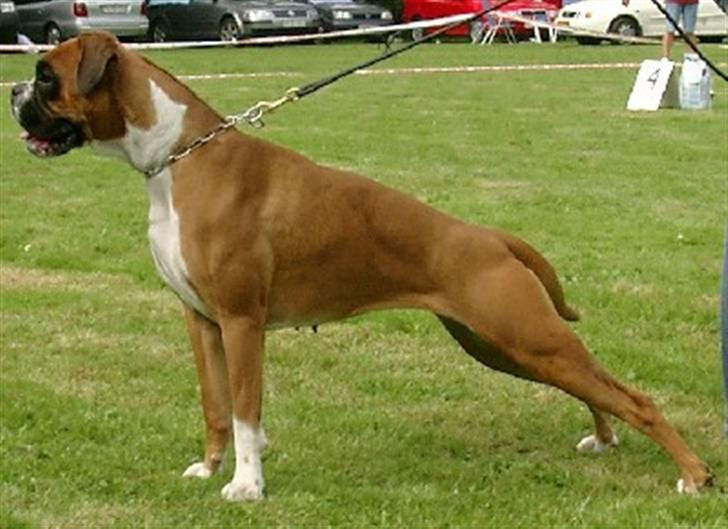 Boxer Joana - Joana da hun blev unghundeårsvinder 2004 billede 2