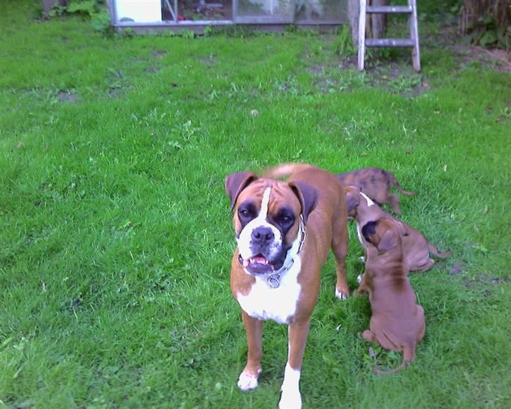 Boxer Joana - Her er Joana med sit andet kuld hvalpe billede 3