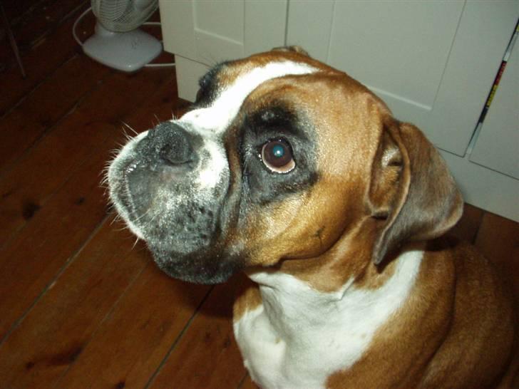 Boxer Joana - Er jeg ikke bare sød? billede 4