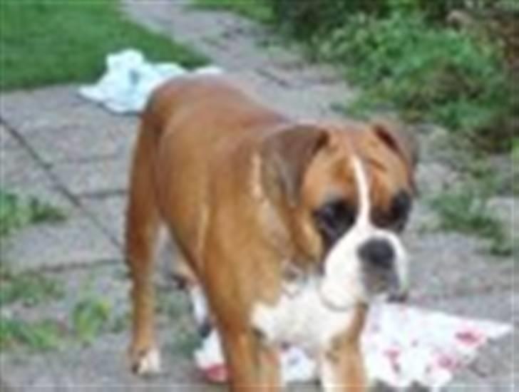 Boxer Joana - Joana 4 år billede 5