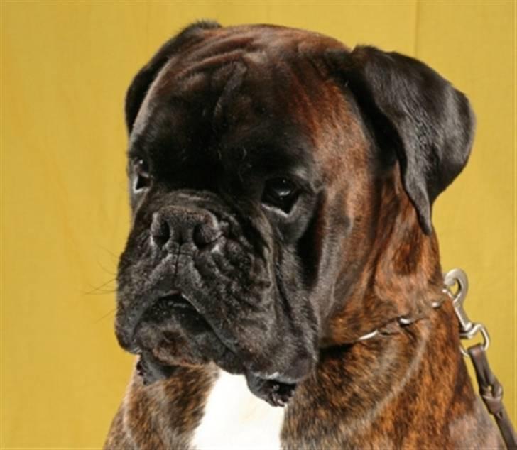 Boxer Gaio - Gaio 5 år billede 1