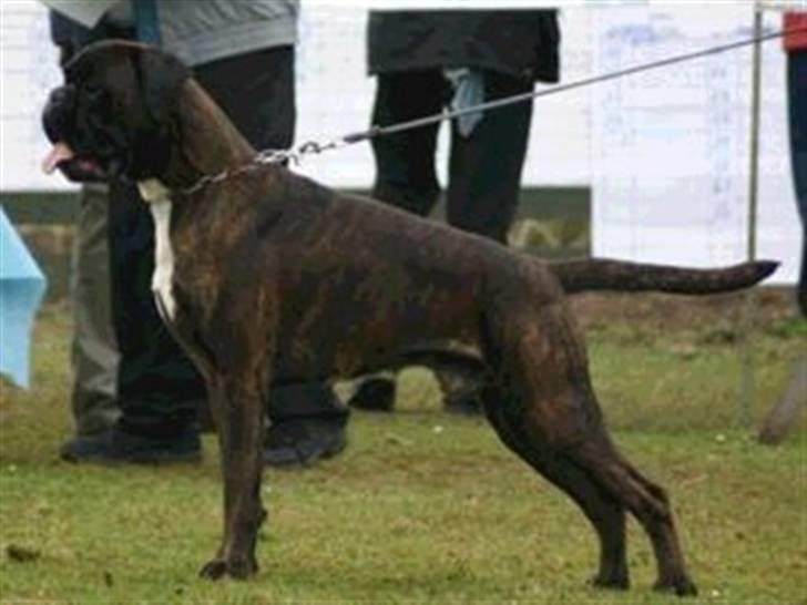Boxer Gaio - Gaio på udstilling billede 2