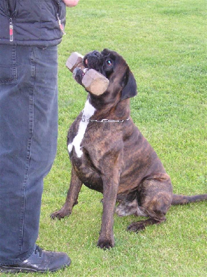 Boxer Gaio - Gaio "apport" billede 4