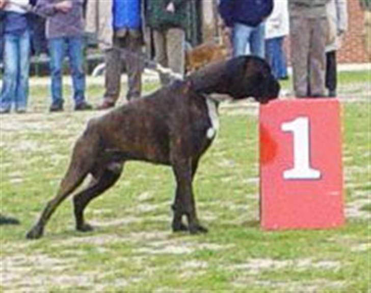 Boxer Gaio - Da Gaio blev Dansk Champion billede 5