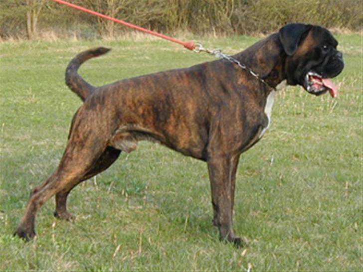 Boxer Gaio - Gaio 2 år - er jeg ikke dejlig? billede 6