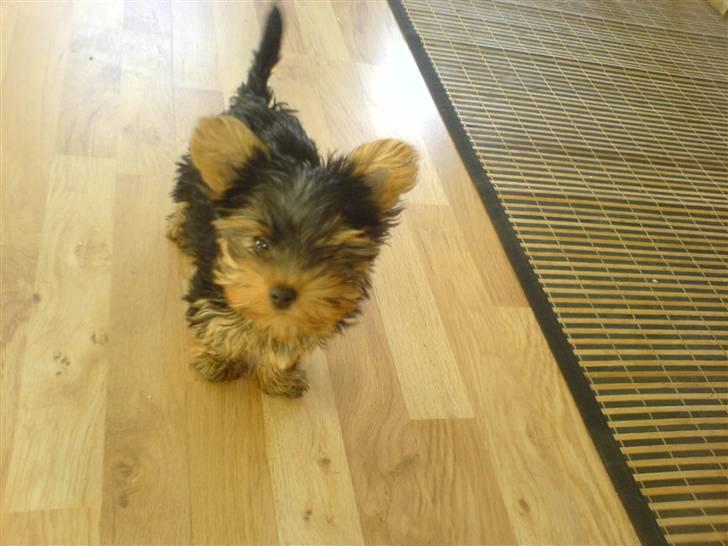 Yorkshire terrier Brutalis - Er der nogen der vil lege med mig????? billede 1