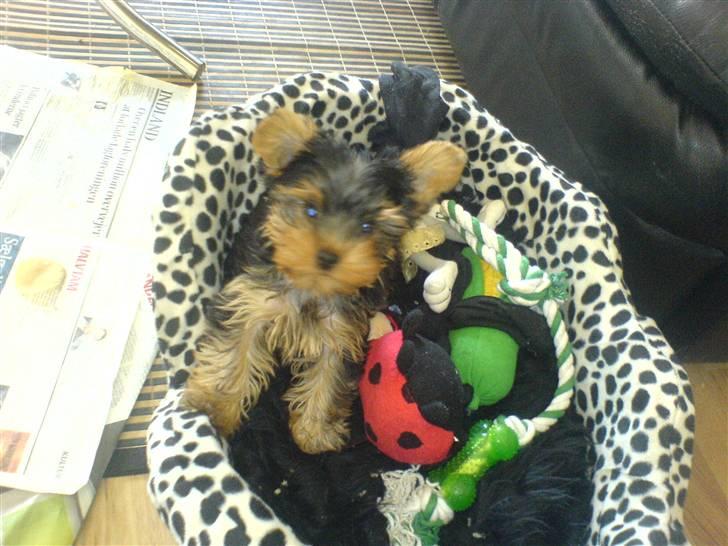 Yorkshire terrier Brutalis - Det er min hundekurv... billede 2