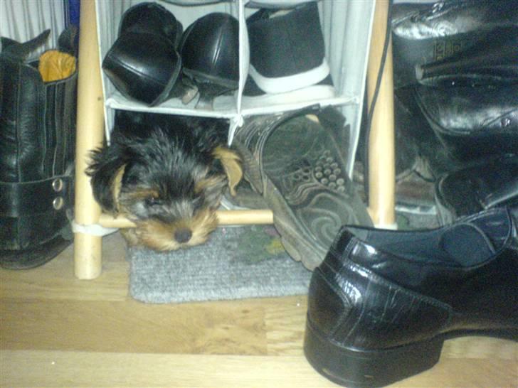 Yorkshire terrier Brutalis - Når mor støvsuger, så gemmer jeg mig da bare i skohylden.... billede 3