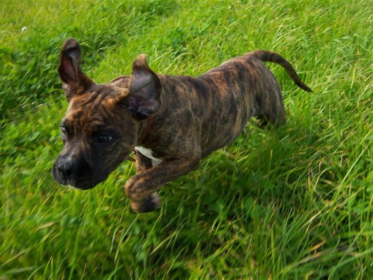 Amerikansk bulldog Bully Chica [ Væk :'(  ] - Jeg synes hun ligner drage-hunden fra Den uendelige Historie :D billede 1