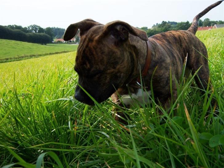 Amerikansk bulldog Bully Chica [ Væk :'(  ] - FØØJ !! Det strå smagte grimt ! billede 2