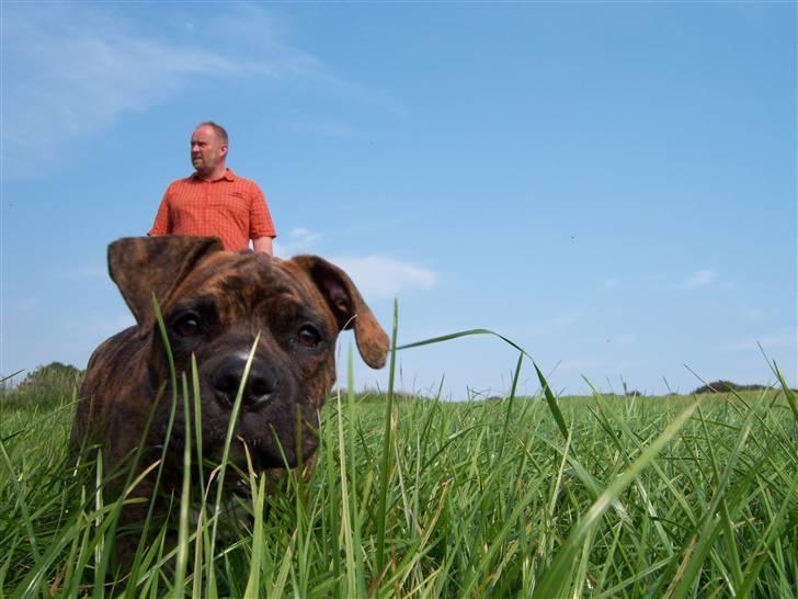 Amerikansk bulldog Bully Chica [ Væk :'(  ] - Drage-Hunden fra Den Uendelig Historie ? :D Eller en dansk Elefant-Bully ? :D billede 3