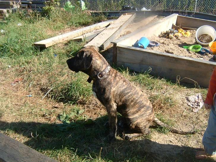 Dogo canario Leonardo (R.I.P) billede 10
