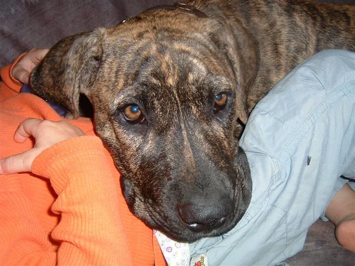 Dogo canario Leonardo (R.I.P) billede 11