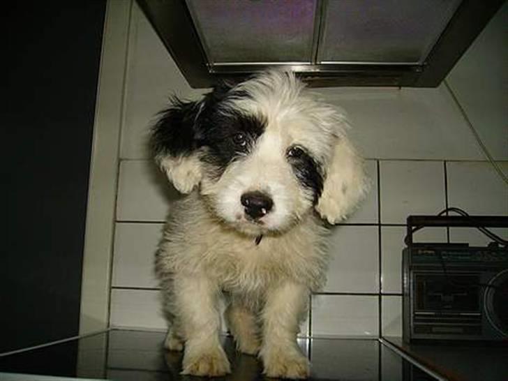 Blanding af racer candy billede 1