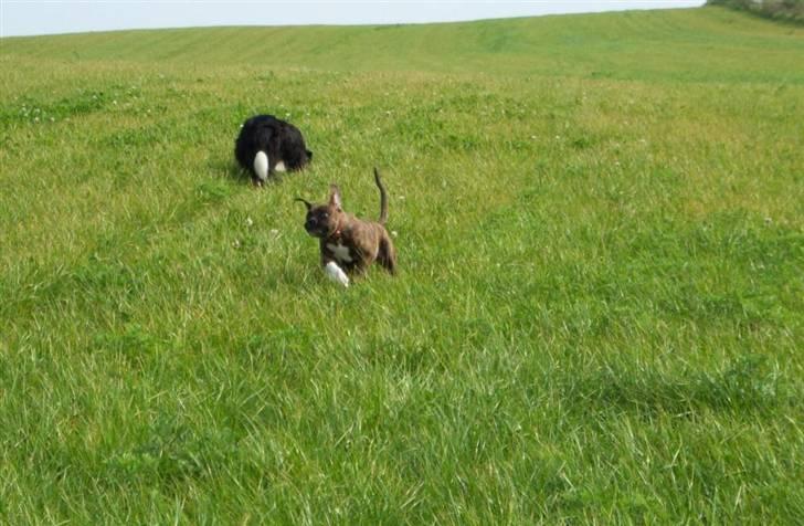 Amerikansk bulldog Bully Chica [ Væk :'(  ] - Flyveøre ! billede 4