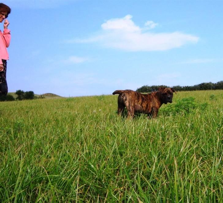Amerikansk bulldog Bully Chica [ Væk :'(  ] - Godt hun ikke har fået klippet sin hale! . Og min mor piller lige næse ;) billede 5