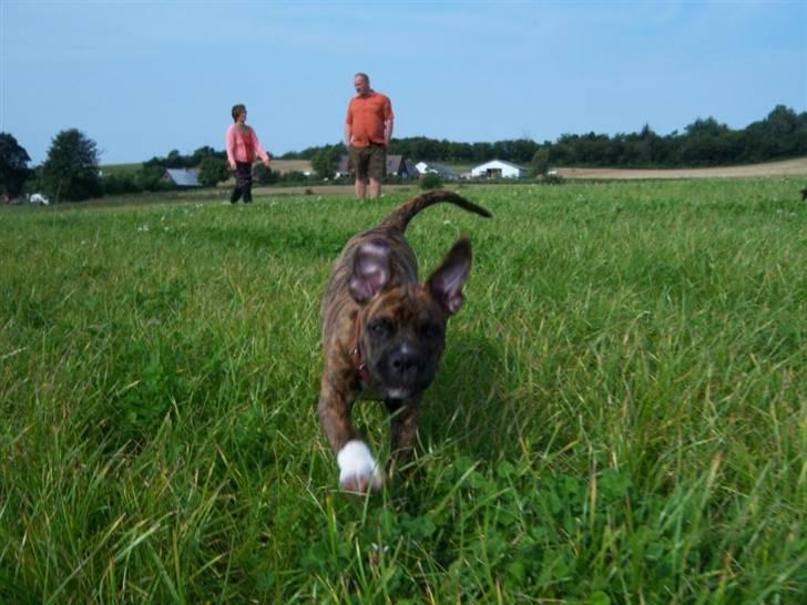 Amerikansk bulldog Bully Chica [ Væk :'(  ] - Se mine kæmpe-øre ! :D billede 6