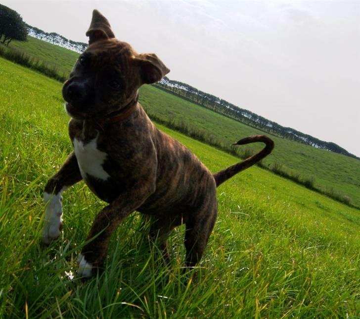 Amerikansk bulldog Bully Chica [ Væk :'(  ] billede 7