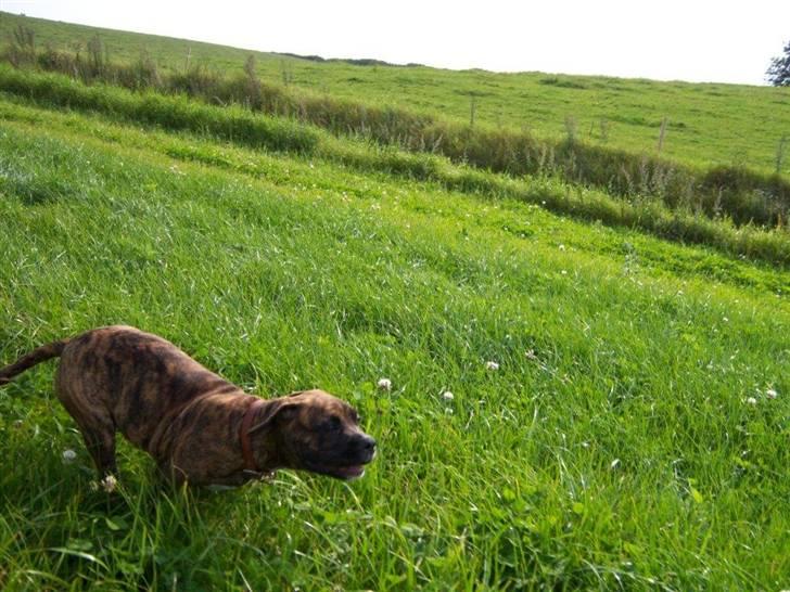 Amerikansk bulldog Bully Chica [ Væk :'(  ] - Fuuuuck det går stærkt ned ad bakken :D billede 8