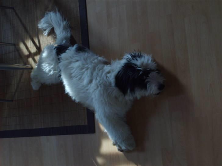 Blanding af racer candy billede 2