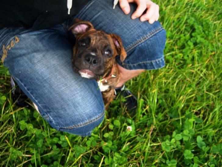 Amerikansk bulldog Bully Chica [ Væk :'(  ] - Hun ved hvor hun hører til :) billede 9