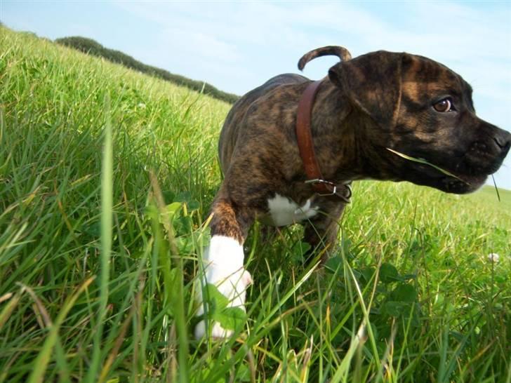 Amerikansk bulldog Bully Chica [ Væk :'(  ] - Se mit halsbånd ? ;) billede 10