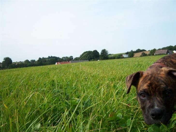 Amerikansk bulldog Bully Chica [ Væk :'(  ] - Hva faan laver du med det kamera ?? billede 11