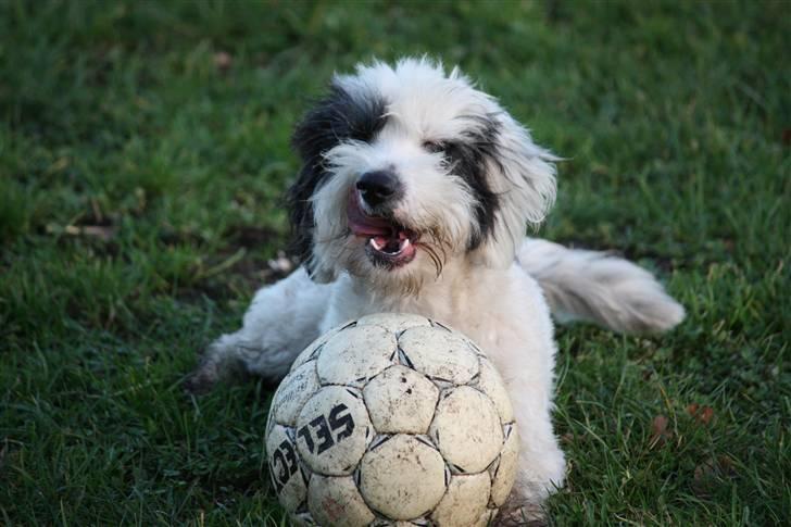 Blanding af racer candy billede 3