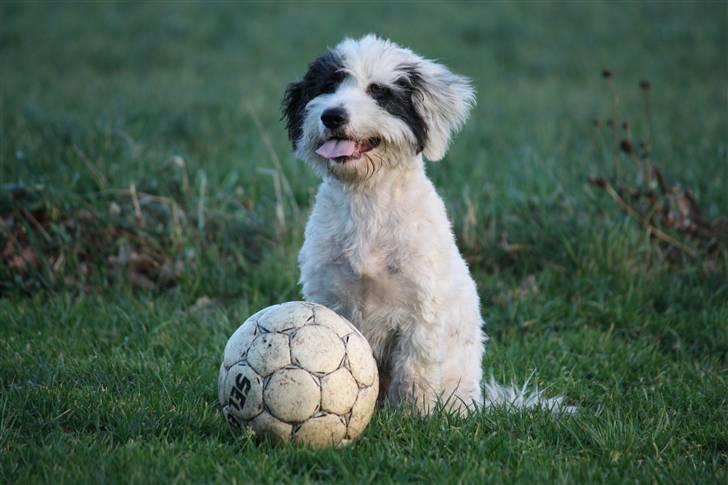 Blanding af racer candy billede 4