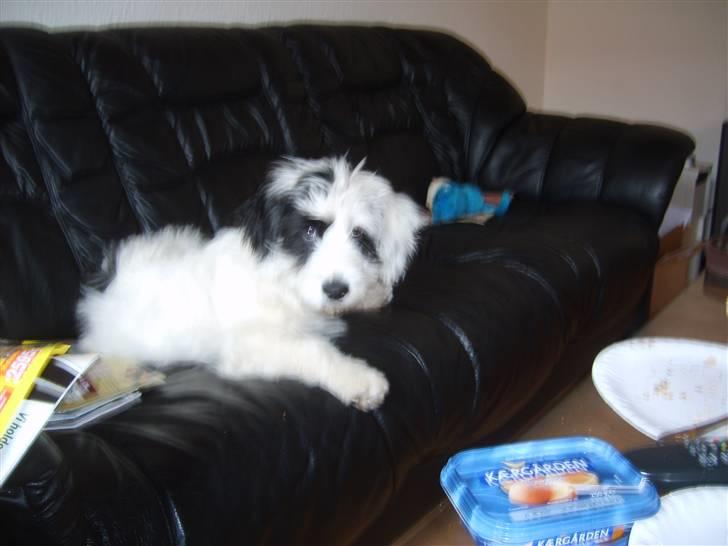 Blanding af racer candy billede 5