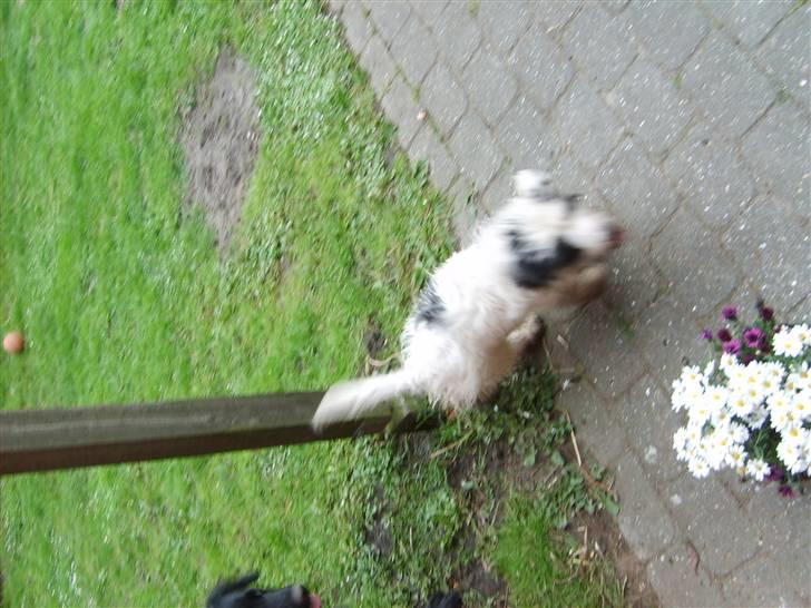 Blanding af racer candy billede 6