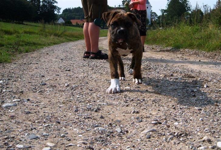 Amerikansk bulldog Bully Chica [ Væk :'(  ] - Hun skal nok blive bred en dag :) billede 13