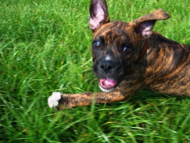 Amerikansk bulldog Bully Chica [ Væk :'(  ] - Waaayyhh !! Ikke forskrække mig sådan !  billede 14