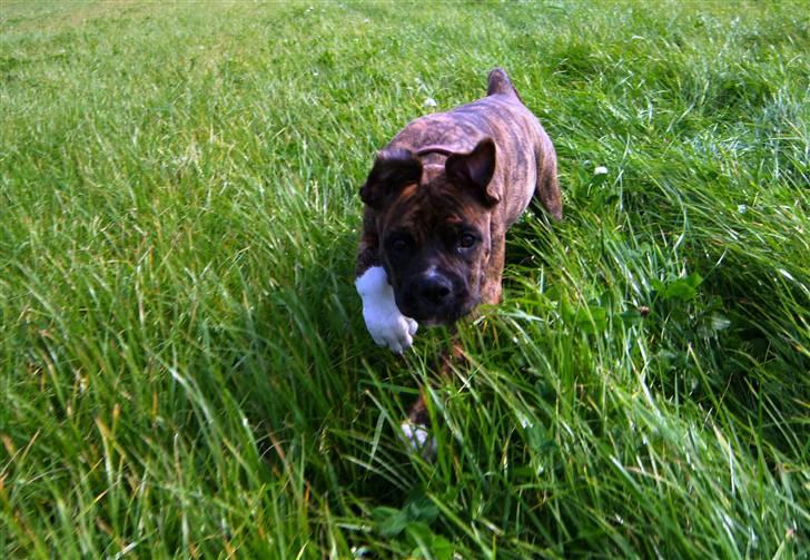 Amerikansk bulldog Bully Chica [ Væk :'(  ] - Sniger, med den hvide pote forrest :) billede 15