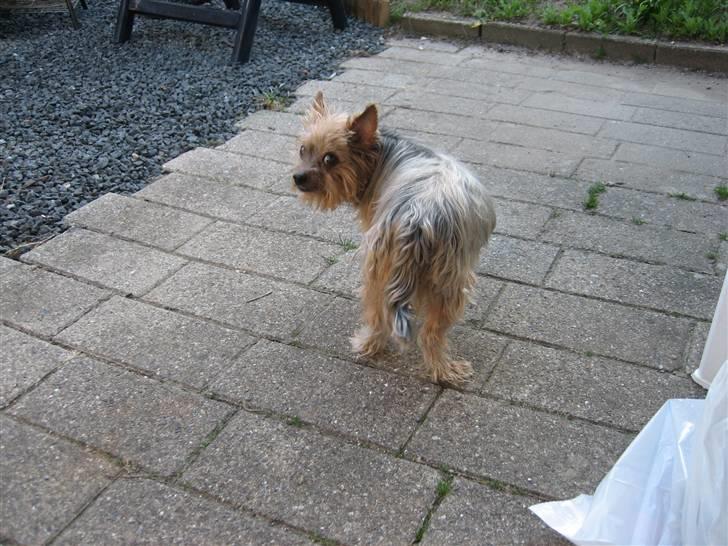 Yorkshire terrier Dino DØD  d. 23/9-07 :( billede 1