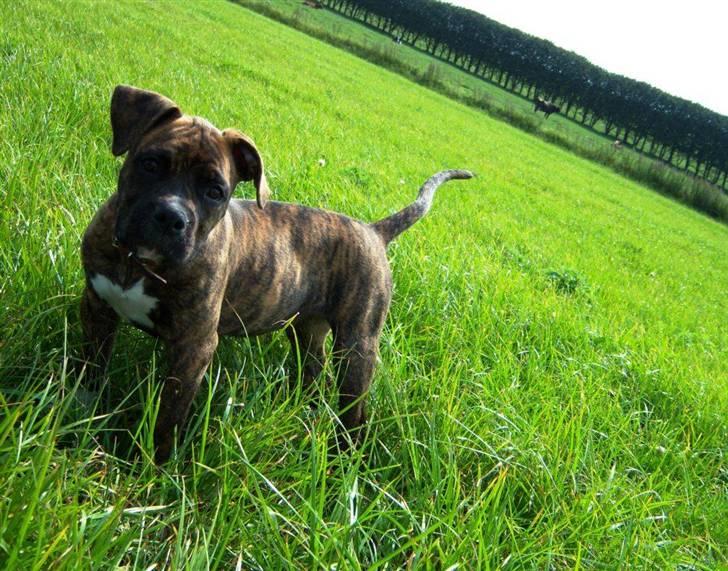 Amerikansk bulldog Bully Chica [ Væk :'(  ] billede 16