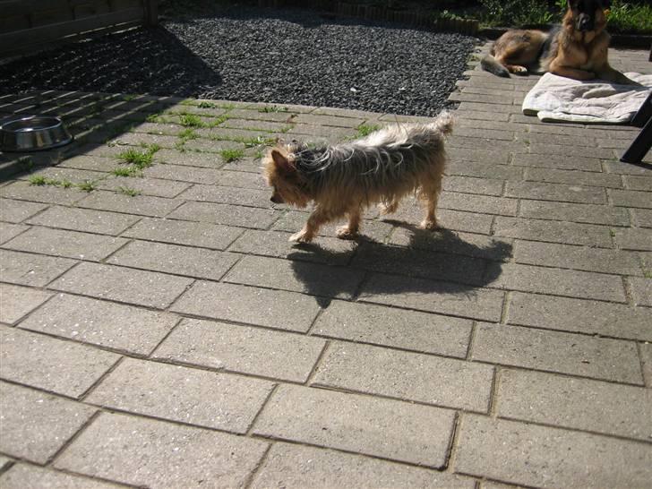 Yorkshire terrier Dino DØD  d. 23/9-07 :( billede 2